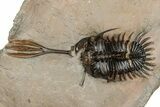 Spiny Trident Walliserops Trilobite - Foum Zguid, Morocco #344464-1